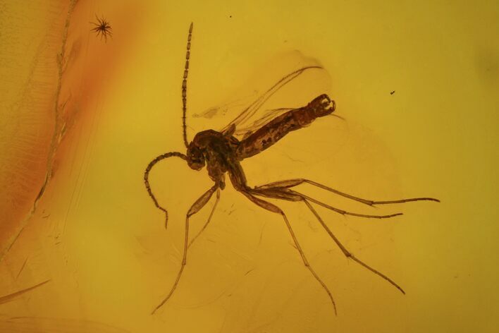 Detailed Fossil Flies (Diptera) In Baltic Amber #81802